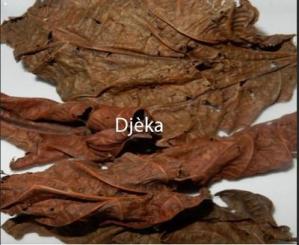 Djeka, Leaves of Djeka, Natural Antibiotic