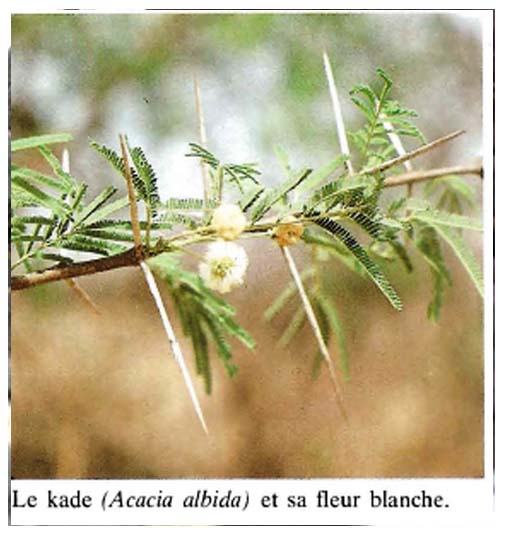 Acacia Albida ( ASD)