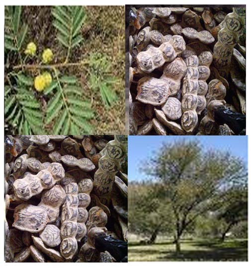 Acacia nilotica et gousses. ( ASB)