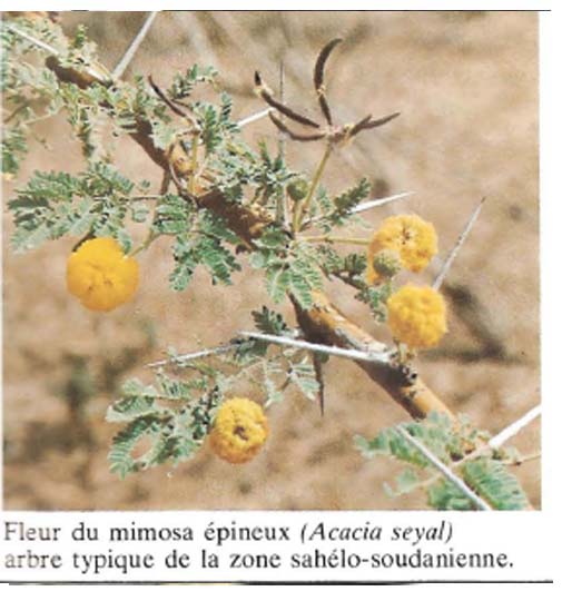 Acacia seyal ( ASB)
