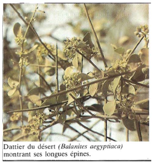 Balanites aegyptiaca.docx ( ASB)