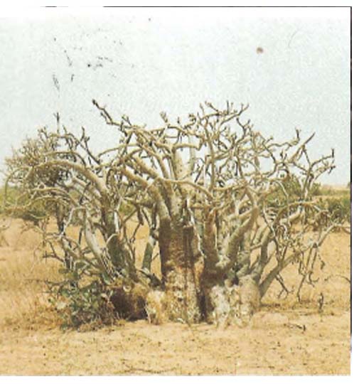 Baobab des Chacals ( ASB)