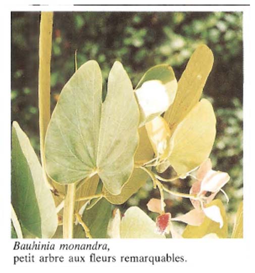 Bauhinia Monandra 2( ASB)