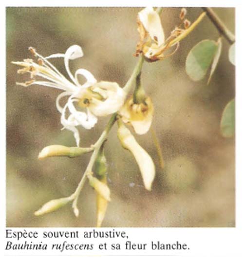 Bauhinia Rufescens ( ASB)