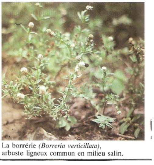 Borreria Verticillata