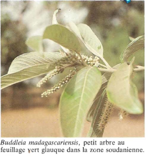 Buddleia Madagascariensis ( ASB)