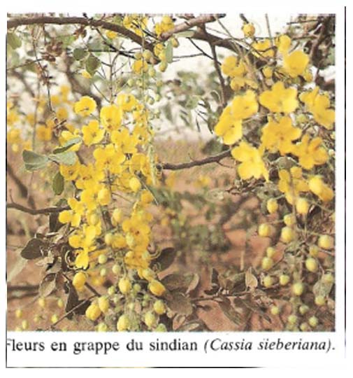 Cassia Siberiana (ASB)