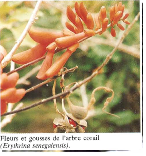 Erythrina senegalensis ( ASB) - Copie - Copie