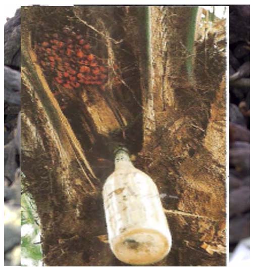 Extraction de vin de palme ( ASB)