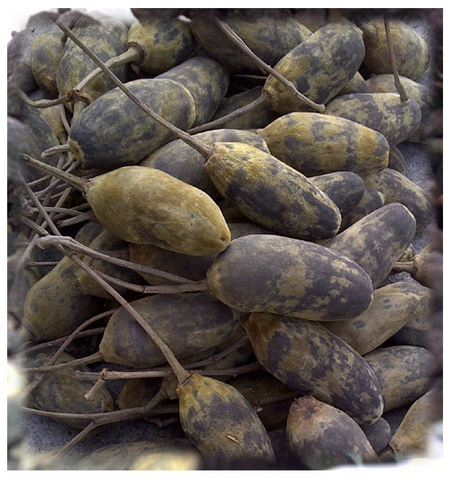 Fruits entiers de baobab ( ASB)