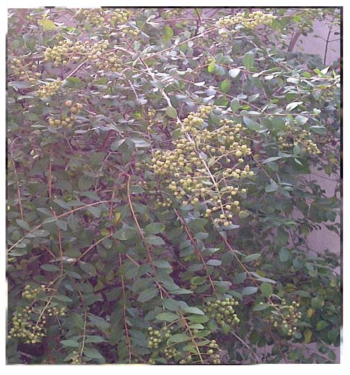 Lawsonia Inermis ( ASB)
