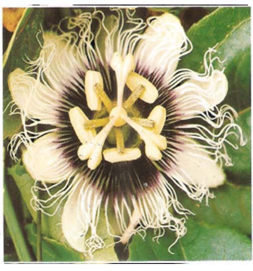 Passiflora Edulis ( ASB)