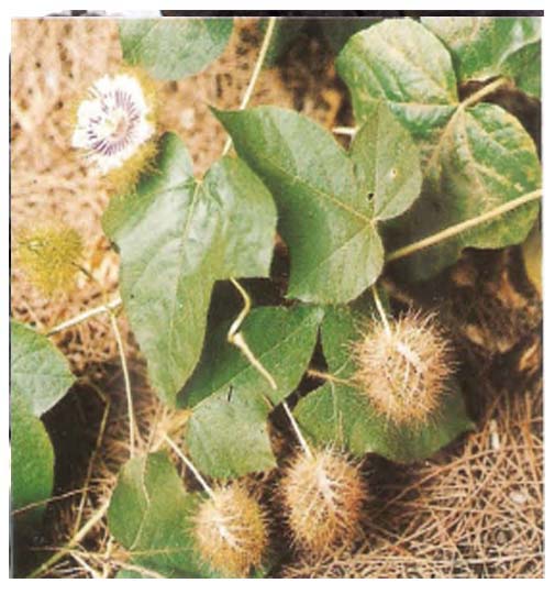 Passiflora Foetida ( ASB)