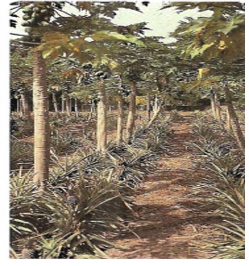 Plantation de papayer et d'ananas ( ASB)