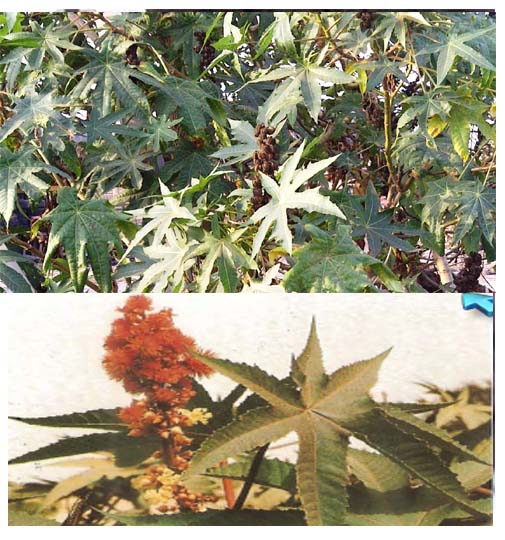 Ricin ou Ricinus communis ( Euphorbiacées)( ASB)