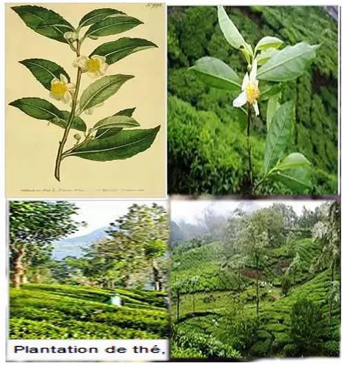 Théier( plantation, fleur et feuilles)
