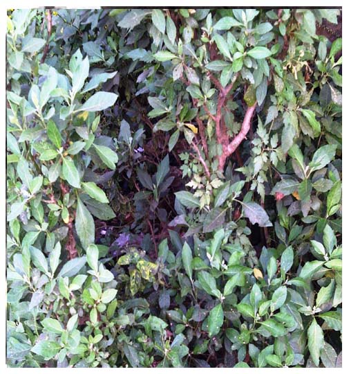 Vernonia colorata ( Alomangbo)