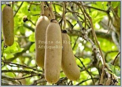fruits de kigelia écorce de kigelia contre kyste ovarien