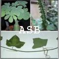 Adenia lobata asb 1