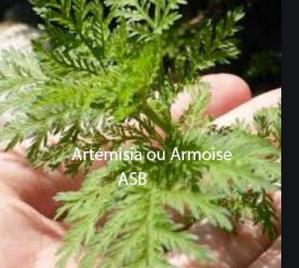 Artemisia afra Solution Plante