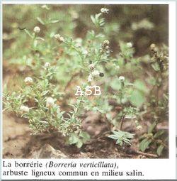 Borreria plante contre les Verrues