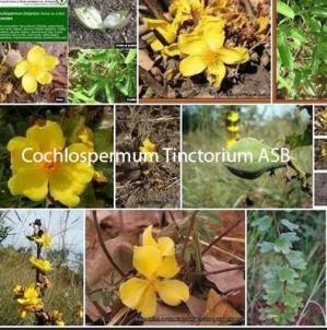 Cochlospermum tinctorium
