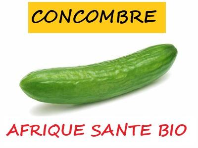 Concombre 1