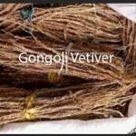 Gongoli vetiver to get pregnant