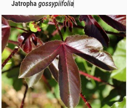 Jatropha gossypifolia