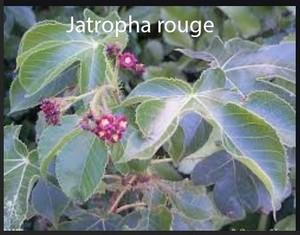 Jatropha rouge plante et feuille