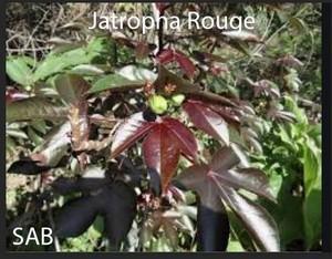 Jatropha rouge Traitement Naturel Hépatite C