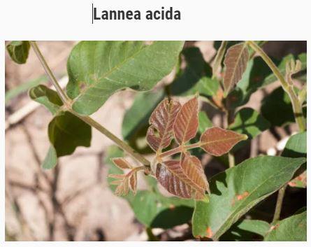 Lannea acida and prostate cancer, natural treatment for prostate cancer