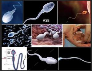 Les spermatozoides