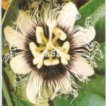 Passiflora edulis :Traitement Naturel Syndrome de Guillain-Barré