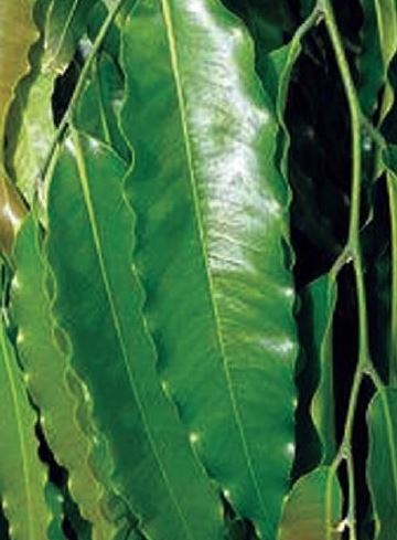 Polyalthia longifolia feuille