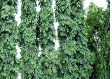 Polyathia longifolia