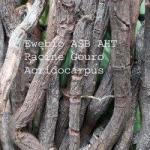 Racine acridocarpus image racine gouro copie copier 1