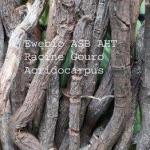 Racine acridocarpus ,Remède Naturel Dysfonction érectile, Traitement Naturel