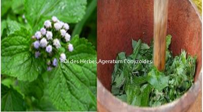 King of herbs ageratum conyzoides against Testicular Cyst