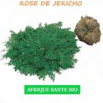 Rose de Jericho  antibiotique