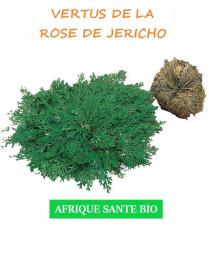 Rose de Jericho  antibiotique