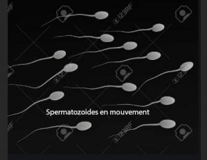 Spermatozoides en mouvement