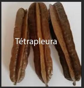 Tetrapleura tetraptera 4 cotes