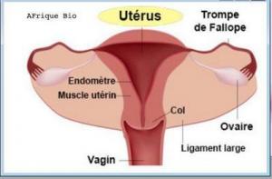Uterus copier