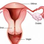 Uterus de la femme