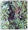 Vernonia colorata alomangbo copier 