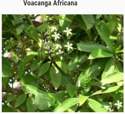 Voacanga africana Pour Remède  Naturel Myasthénie 